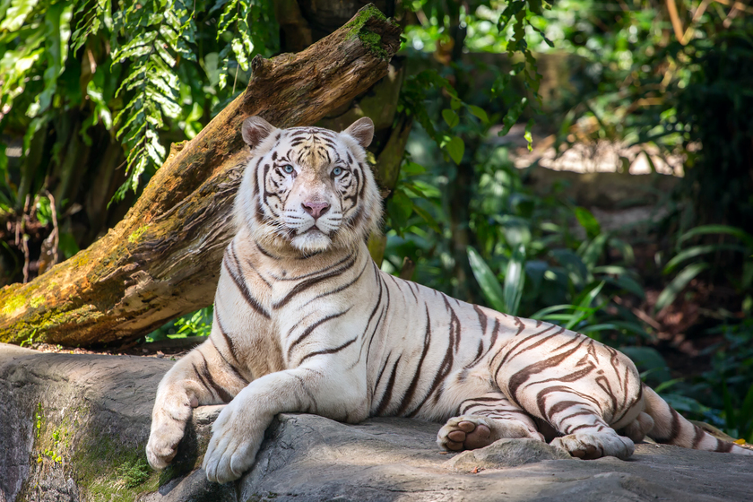 Top 7 Zoo Escapades Near Senior Apartments In The Woodlands, TX ...